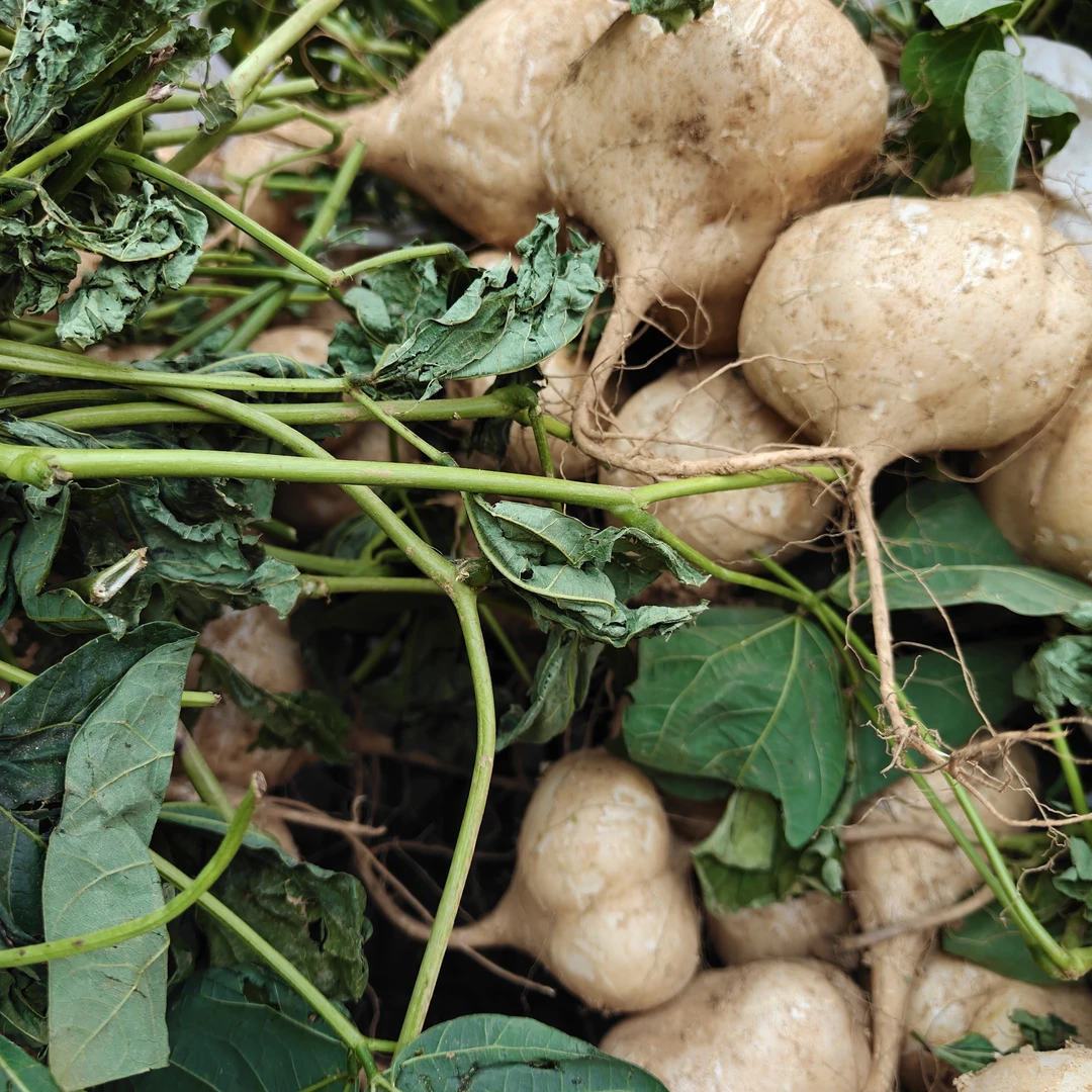 贵州安顺新鲜地萝卜凉薯地瓜多汁脆甜蔬菜水果沙葛薯土瓜