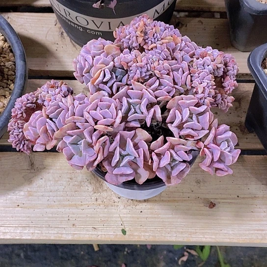 ～***～雪精灵缀多肉植物