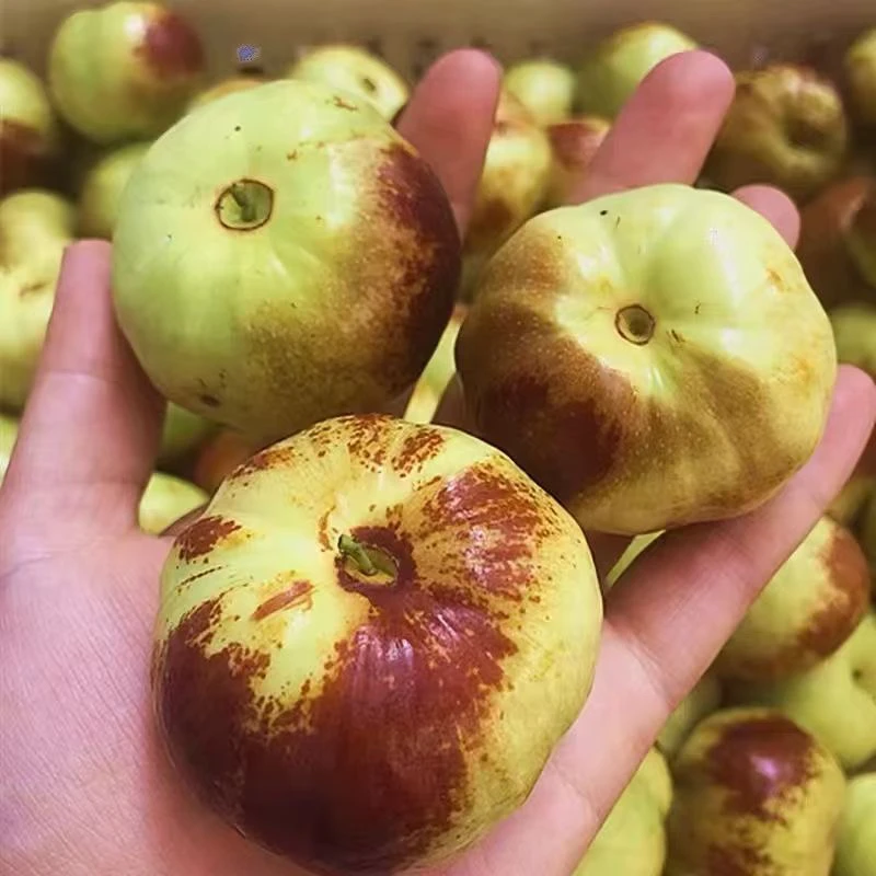 山西蟠枣现摘现发甜酸脆爽新鲜孕妇水果3/5斤顺丰包邮