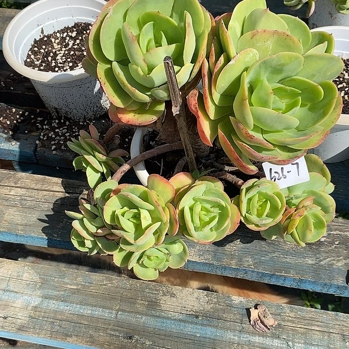 兜***米多肉植物碧桃626-7
