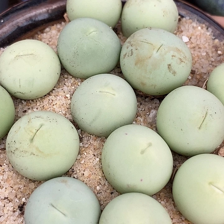 大鸽子蛋母本一颗