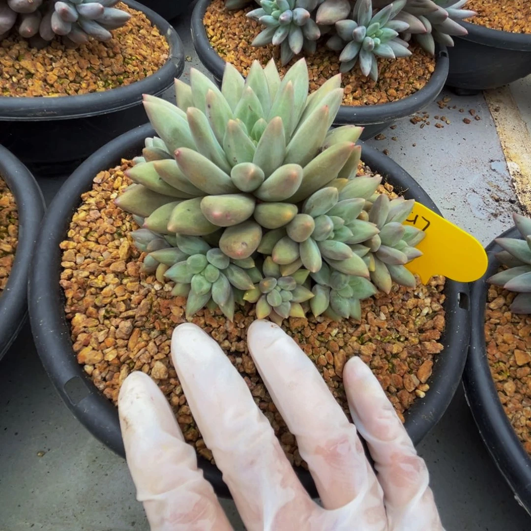 c17红蜻蜓群生无砍