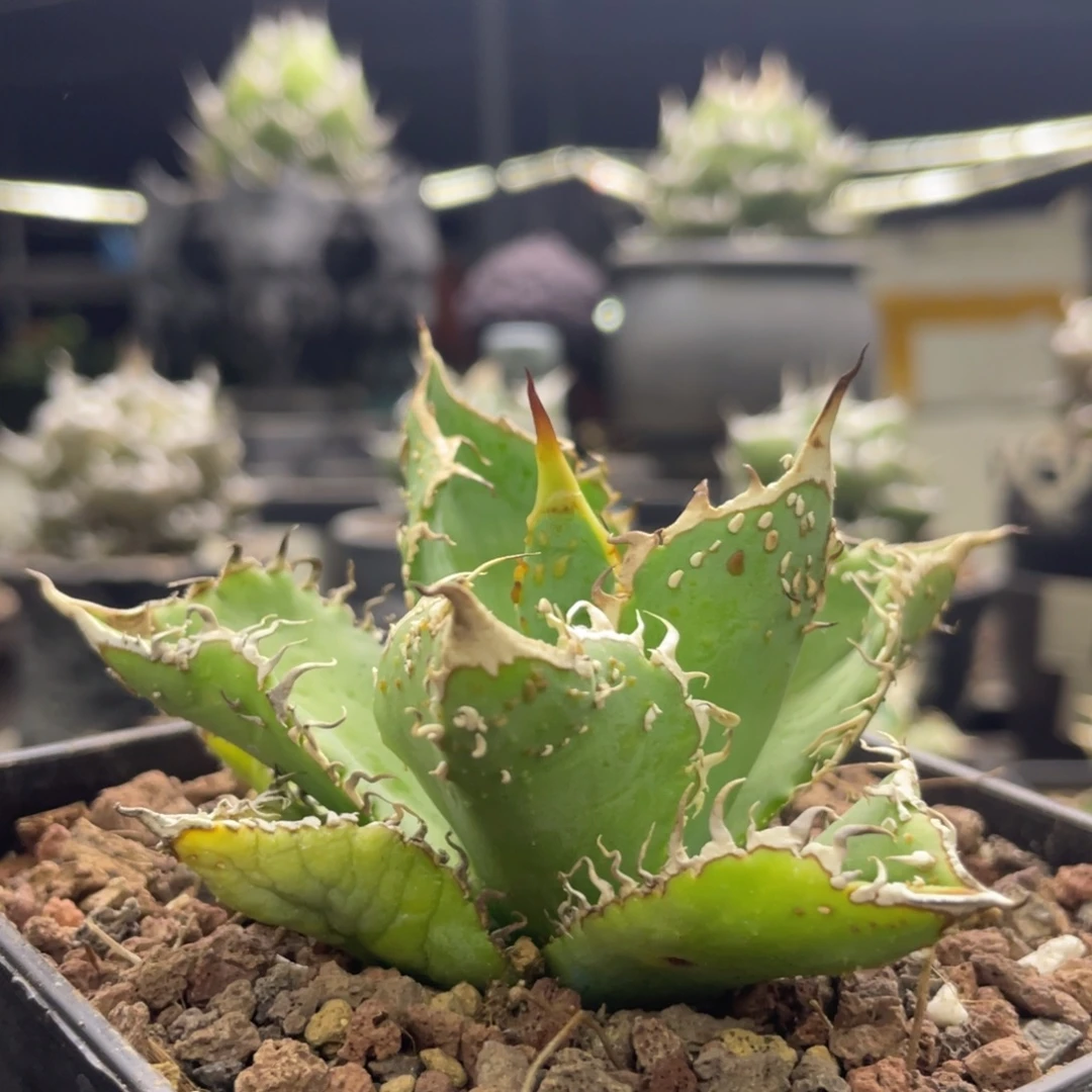 灯养金蟾王888888888888888