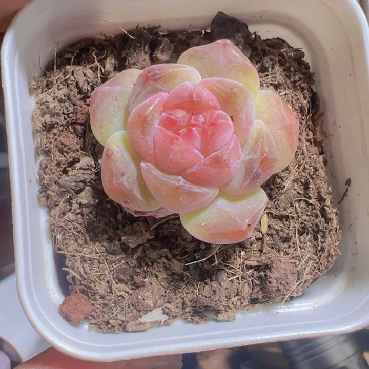 珍妮糖心精品多肉