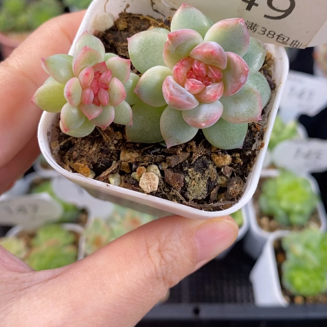 桃红珍妮缀化149号