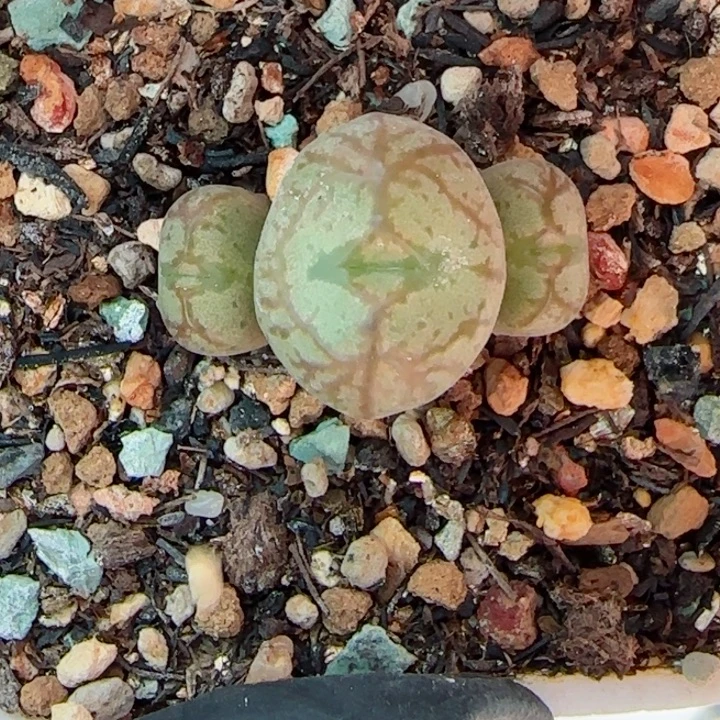 多肉植物四代送奶杂76号