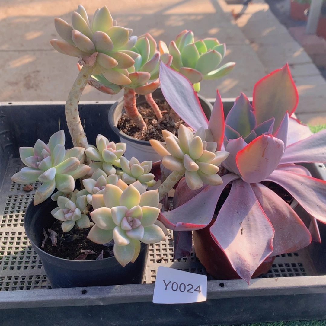 多肉植物框拍包邮24