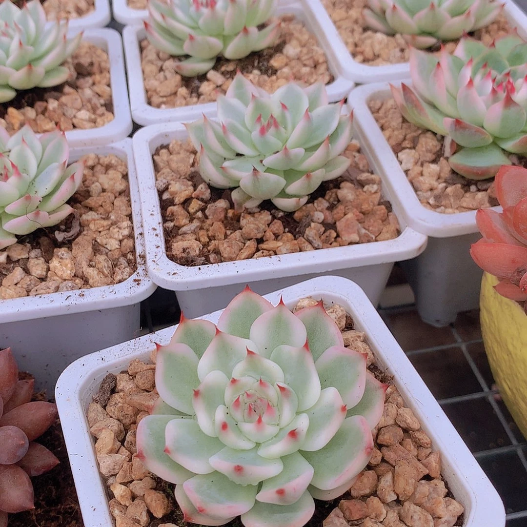 吉娃娃白福伦锦3456678899000