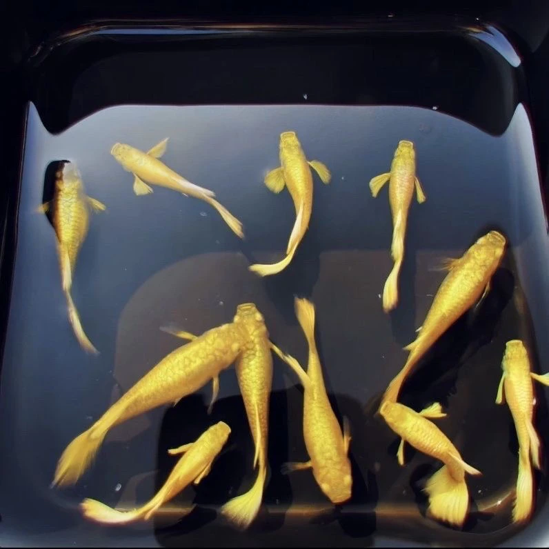 精品满麟黄金孔雀鱼