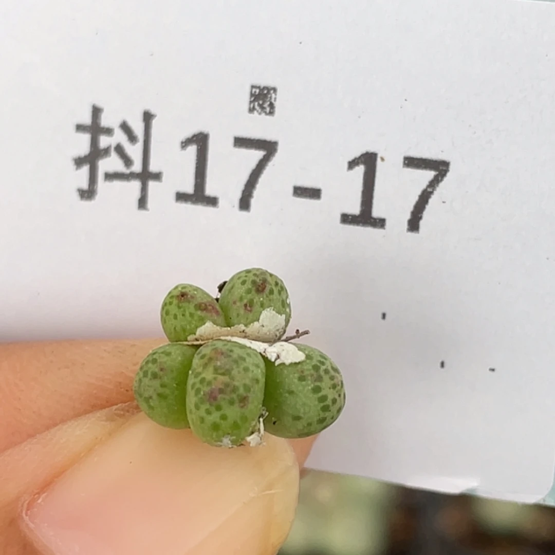 17-17草莓斑马肉锥