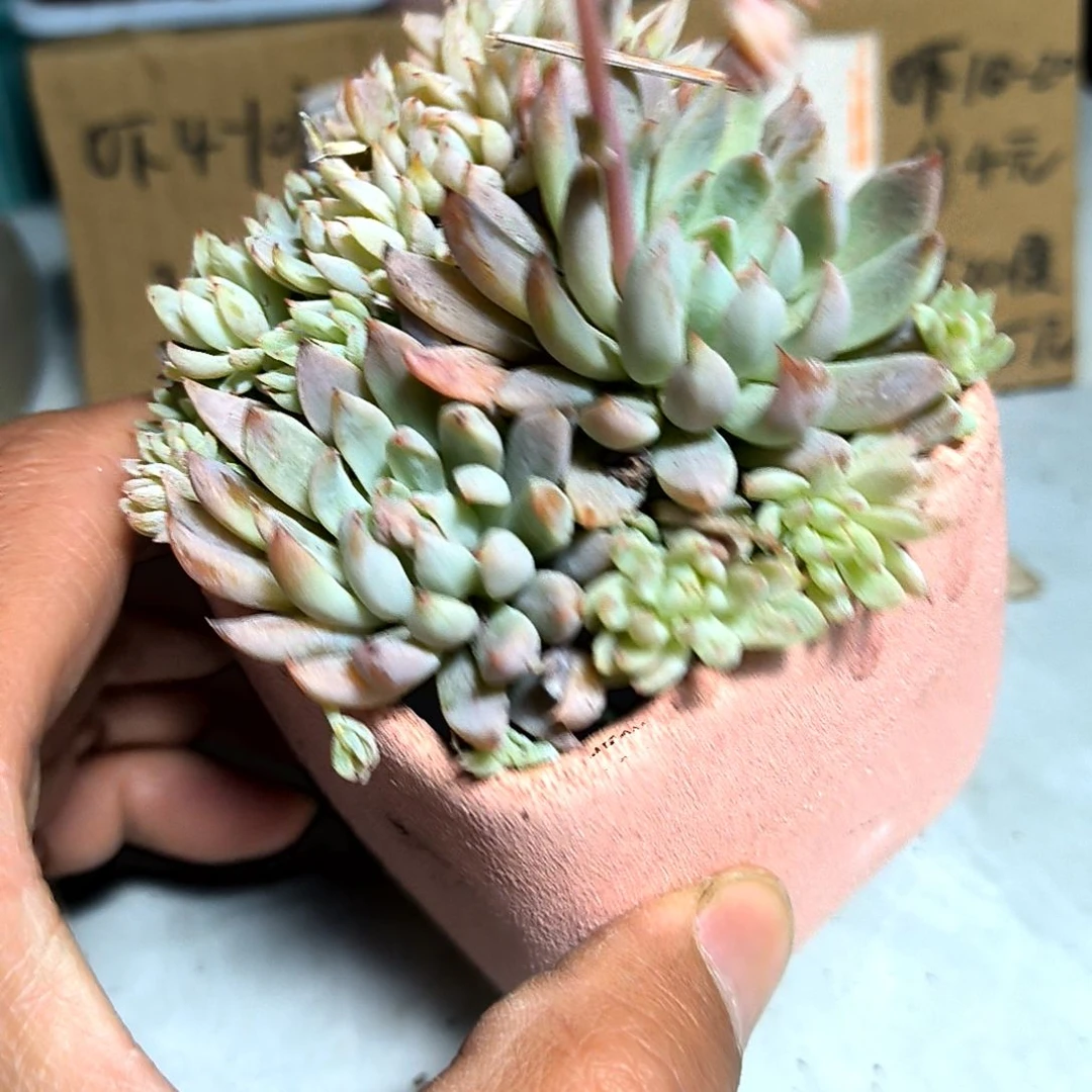 满6元包邮，#白线群