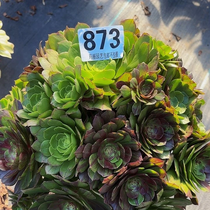 【闪购商品】873花月夜2-9