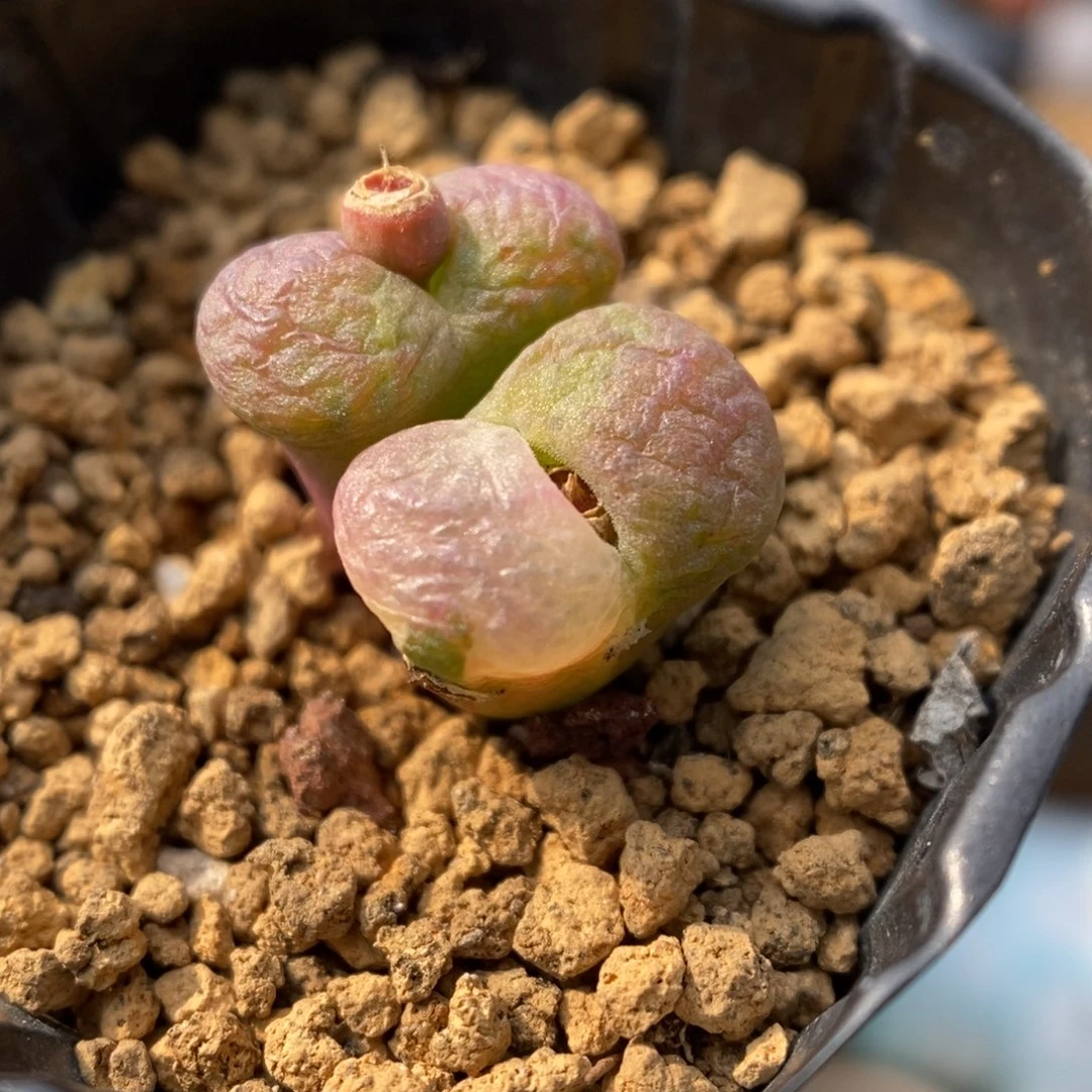 多肉植物肉锥杂交K-823