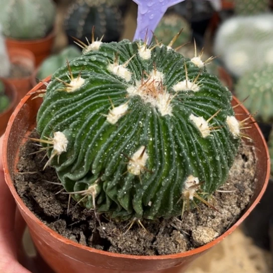 完全开放实生多棱玉