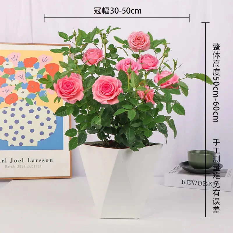 【仙度瑞拉丨欧洲玫瑰月季】粉色盆栽多花苞（带盆带土基地发）2