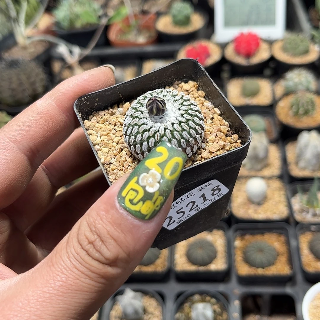 小**虫25218一物一拍单头发货