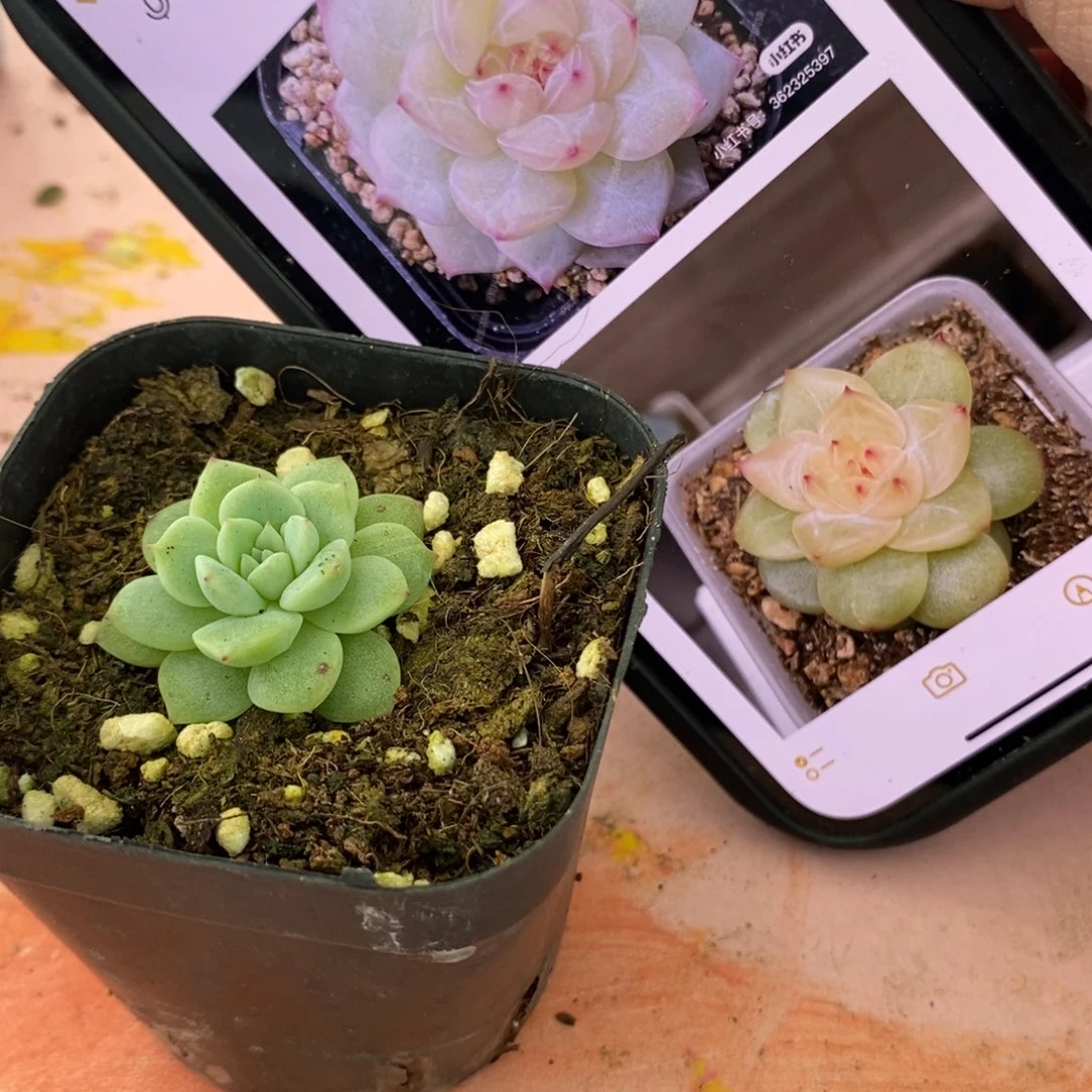 上盆寒绯苗一个多肉