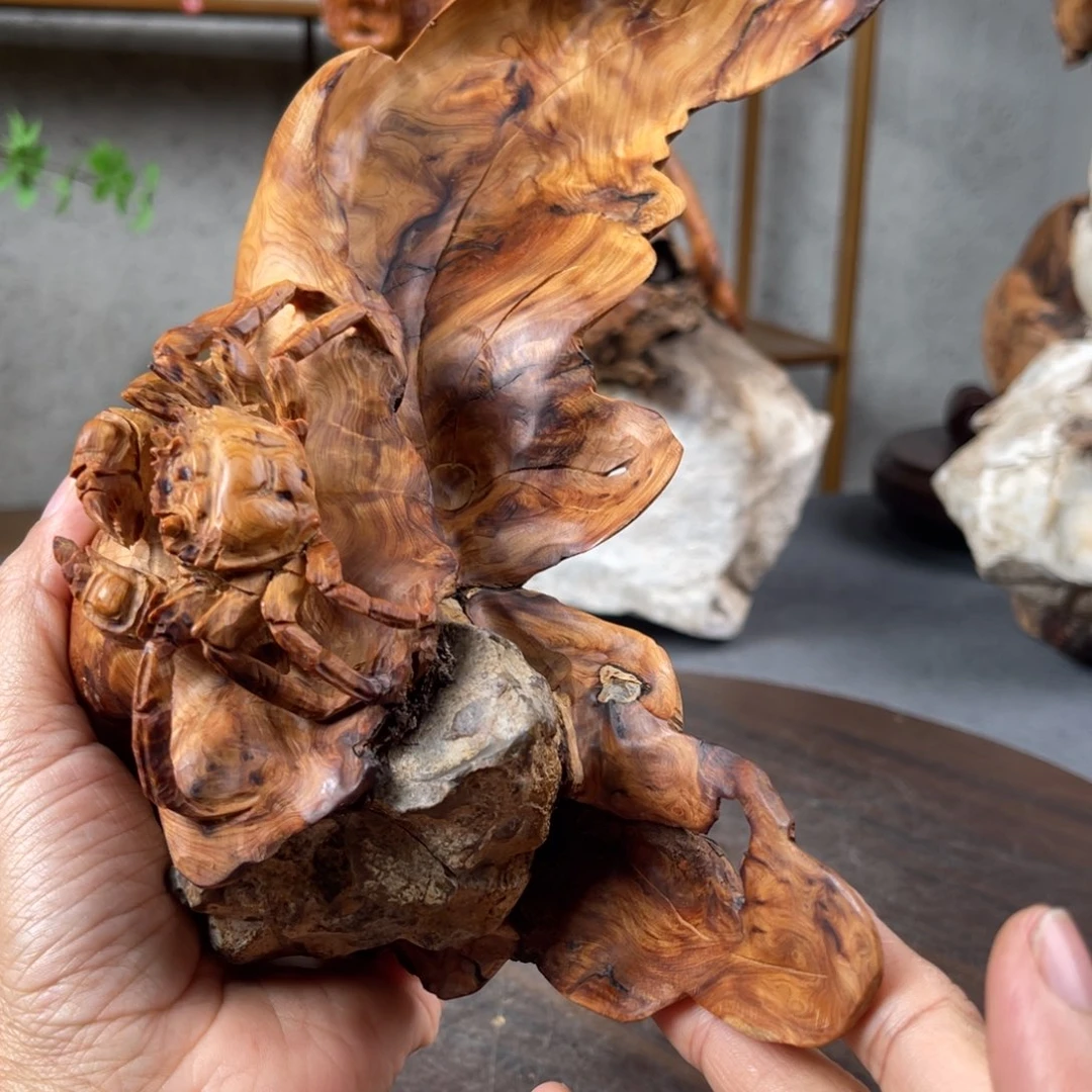 柏木（崖柏）崖柏太行山脉