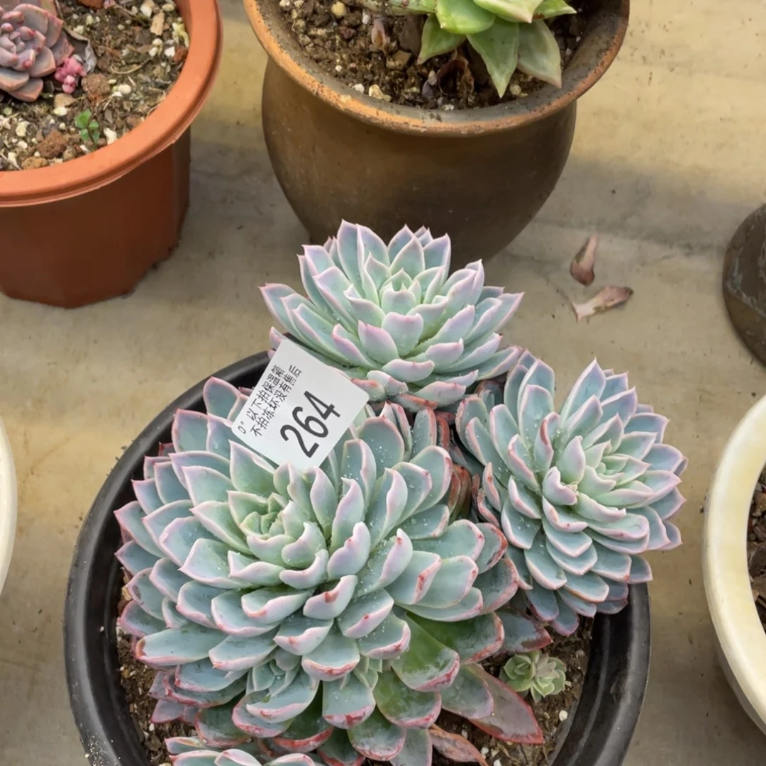 黑大帅多肉264紫罗兰女王