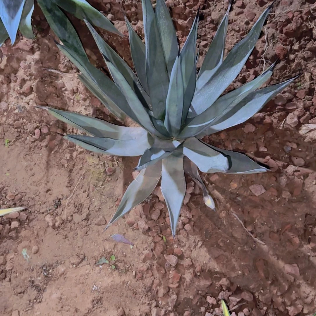 θ块根植物块根植物块根植物