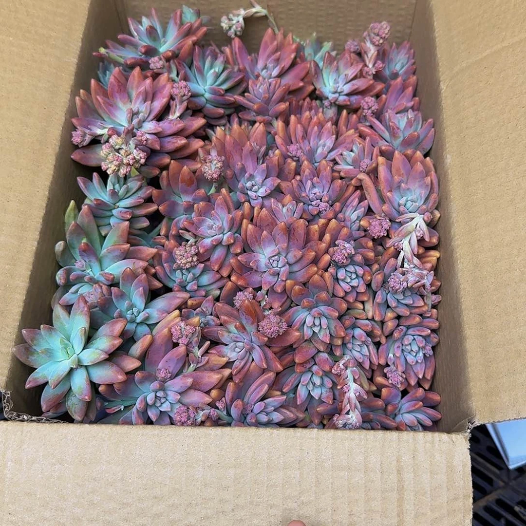 妆*之秋丽 一颗 不包损0288