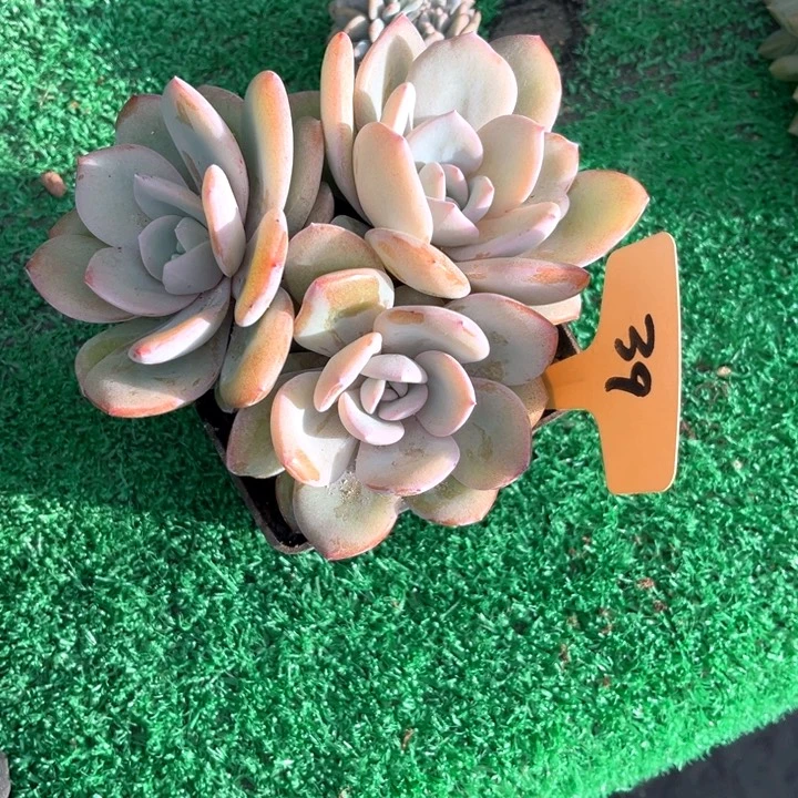 奶奶39号码牌子的话题