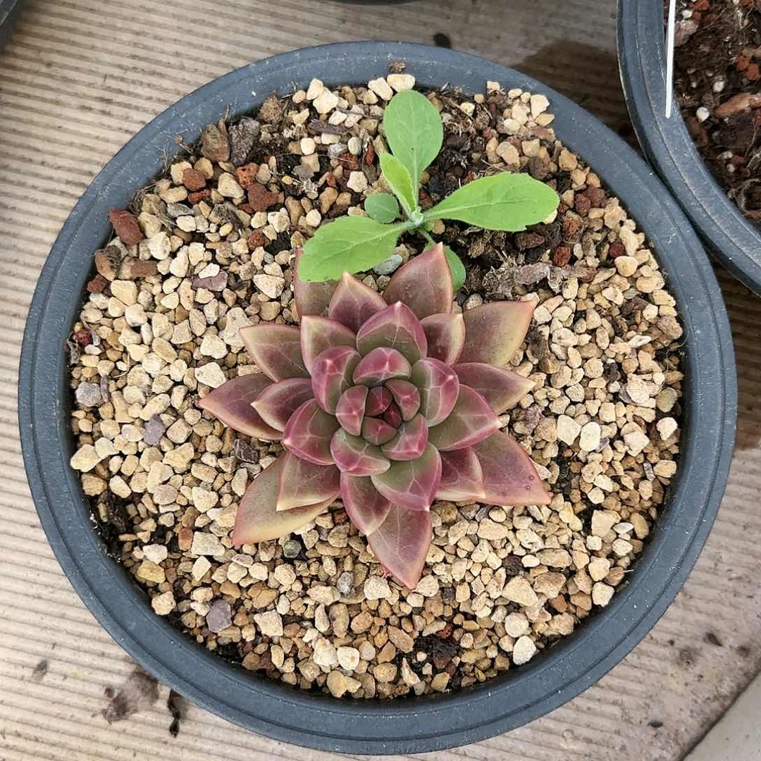 迷雾泡泡单头69.9        肉