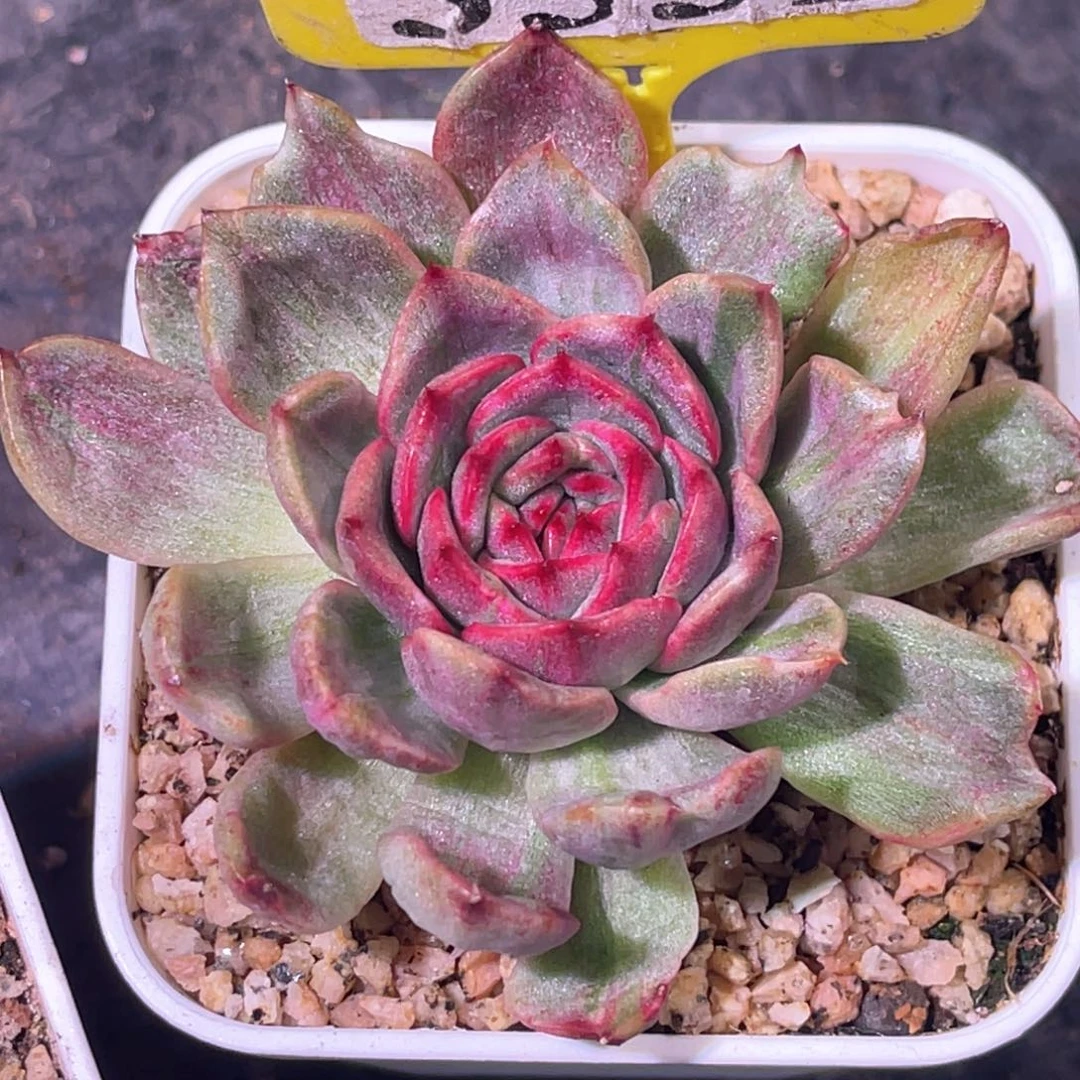 ?**?多肉寄养银露锦3551