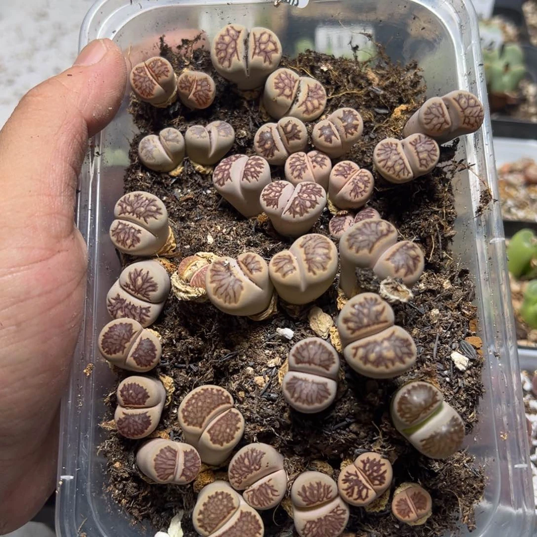 【闪购商品】是****。 1176。