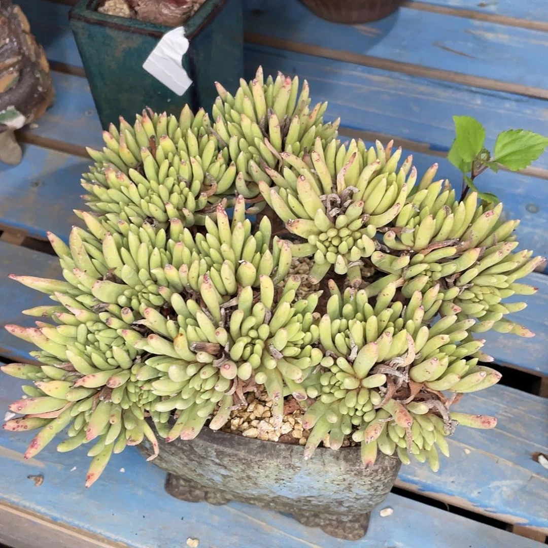 绿菊大群多头群生