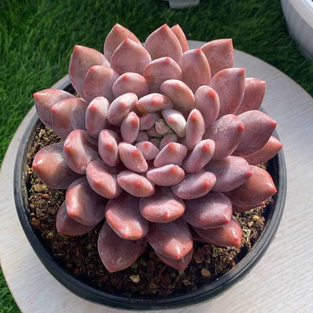 老庄半夏综合链接