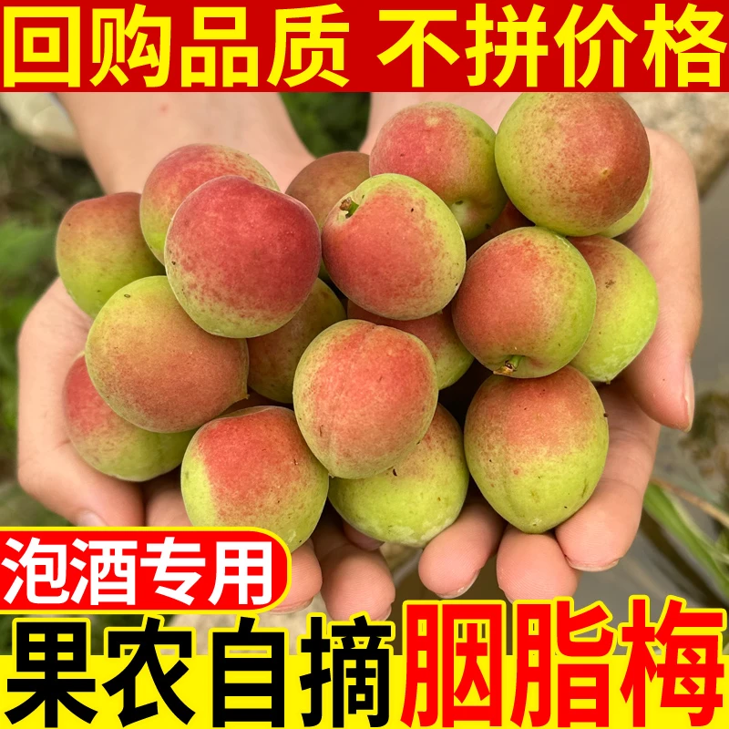 胭脂梅老树果3斤