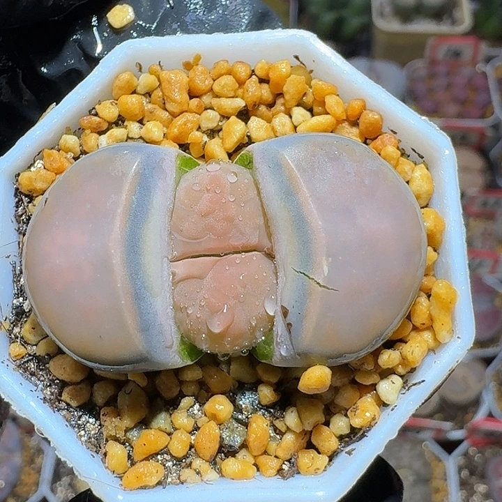 生石花23:：，在。 75号