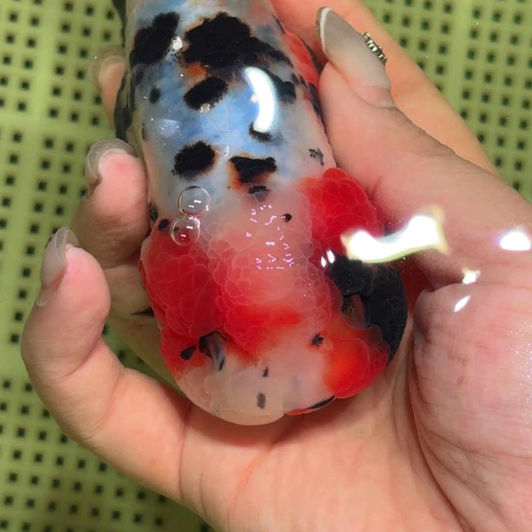 慎***敬金鱼拍包装包邮，不拍包装运费到付