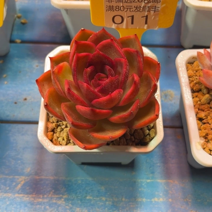 大011、bxbvnjjhhhbh