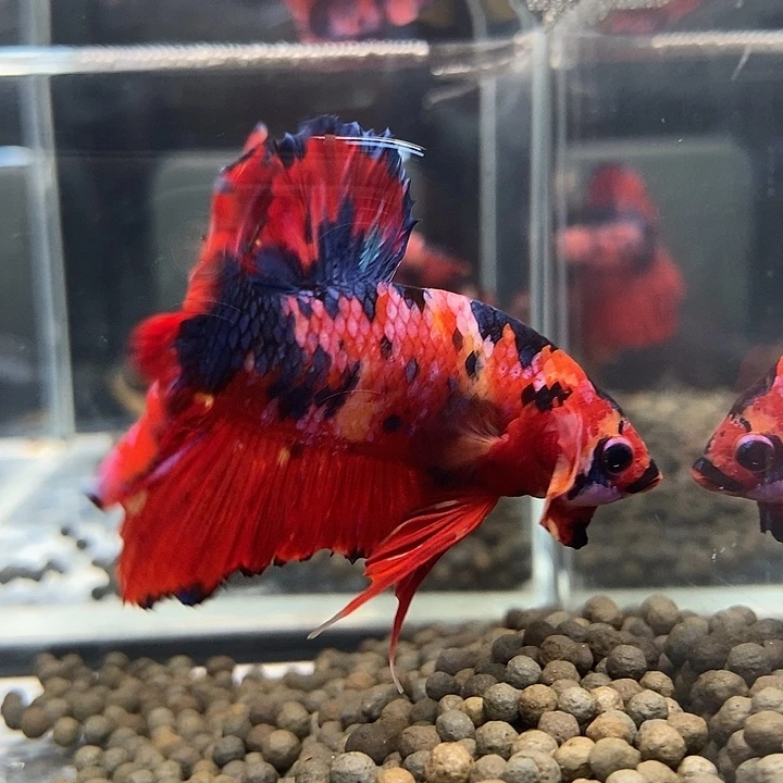 斗鱼黑37号巨丢将军