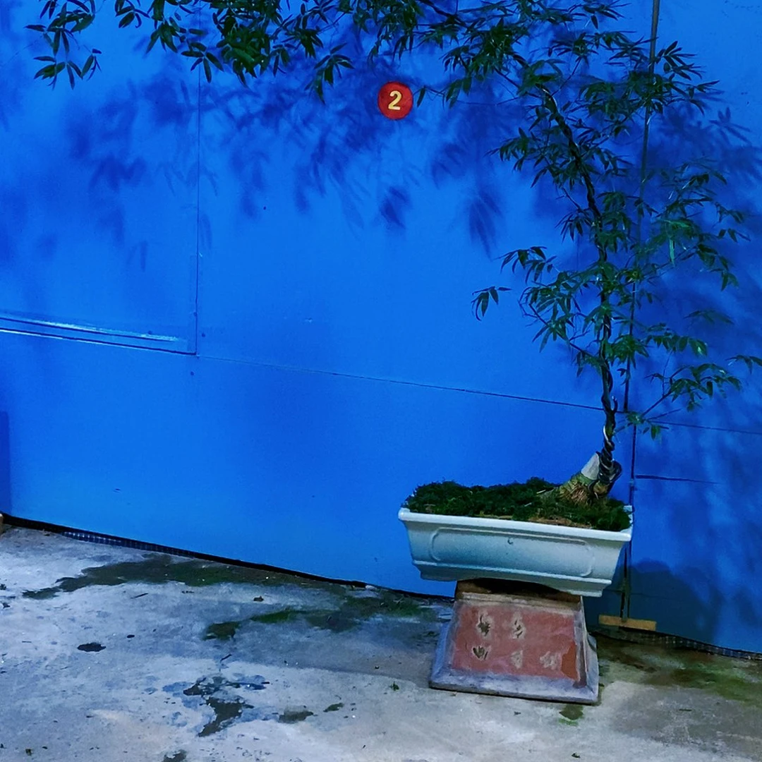 小叶簕竹一物一拍