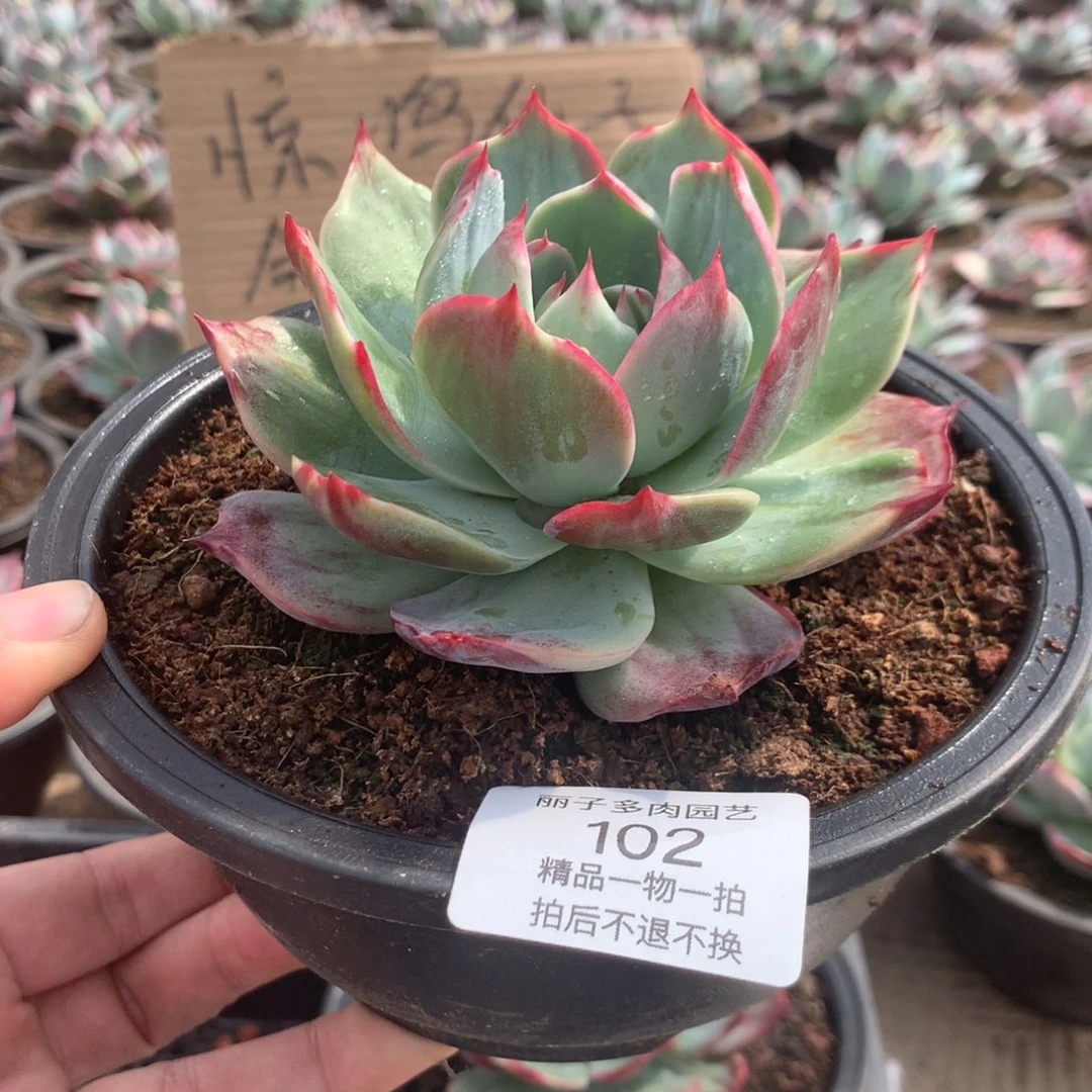 102惊鸿一物一拍。尺寸11。多肉植物
