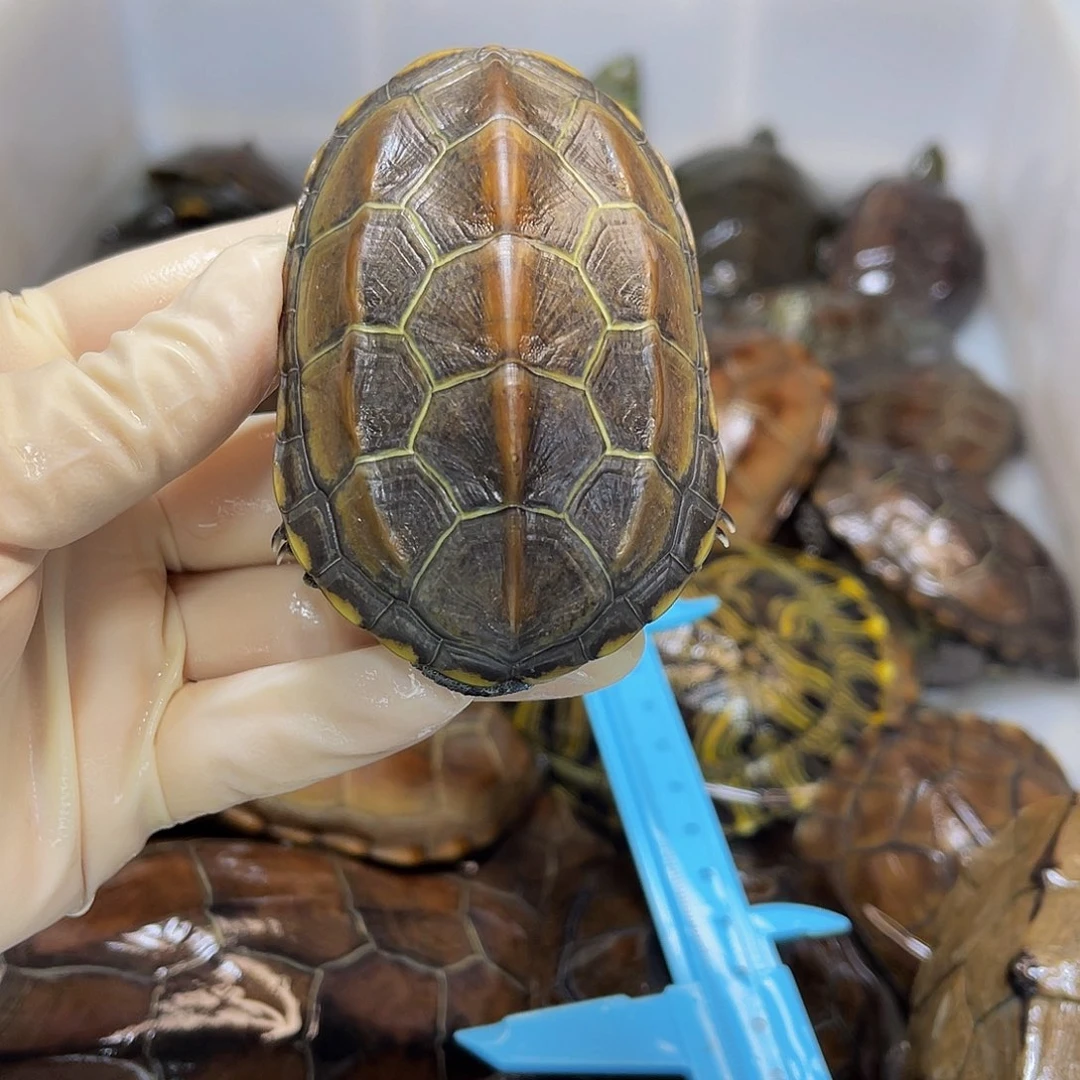 二***）中华草龟公母搭配