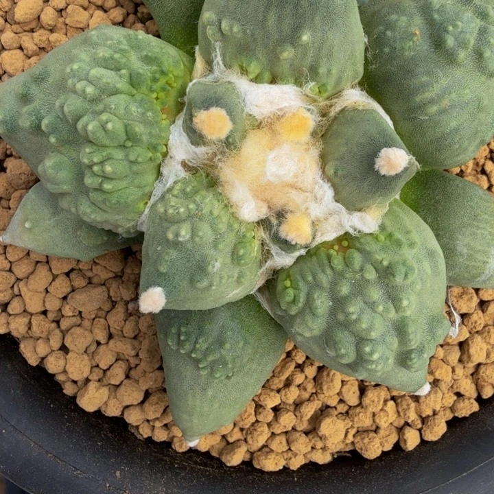 外星血怒带颗粒锦