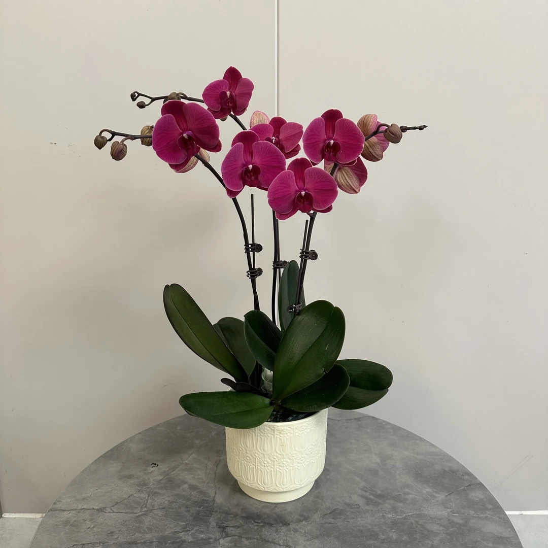 蝴蝶兰【朝阳】开花株带花苞精致组盆室内客厅四季好养活植物花卉