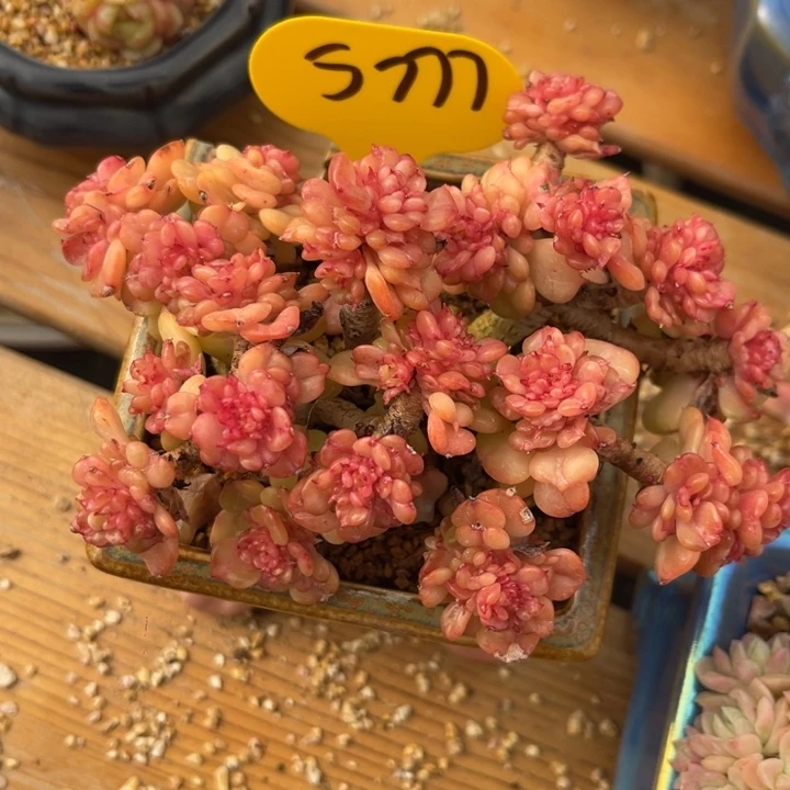 蜡牡丹老桩5777。