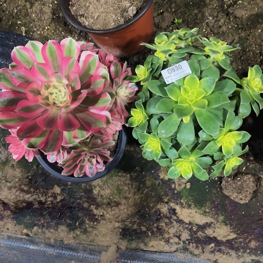 完全开放多肉植物930艳日辉，粉女巫