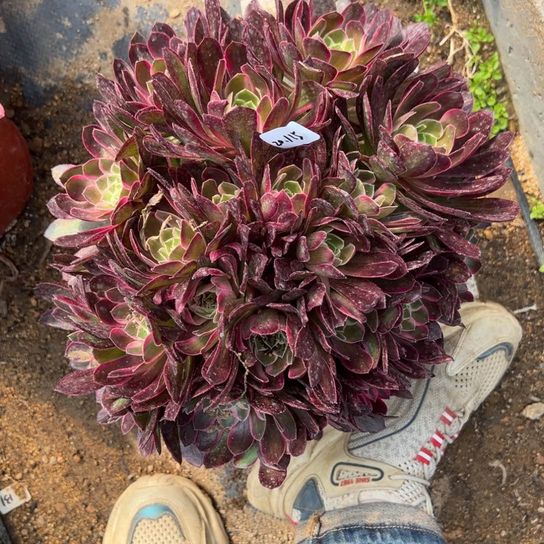 115孔雀翎多肉植物紫