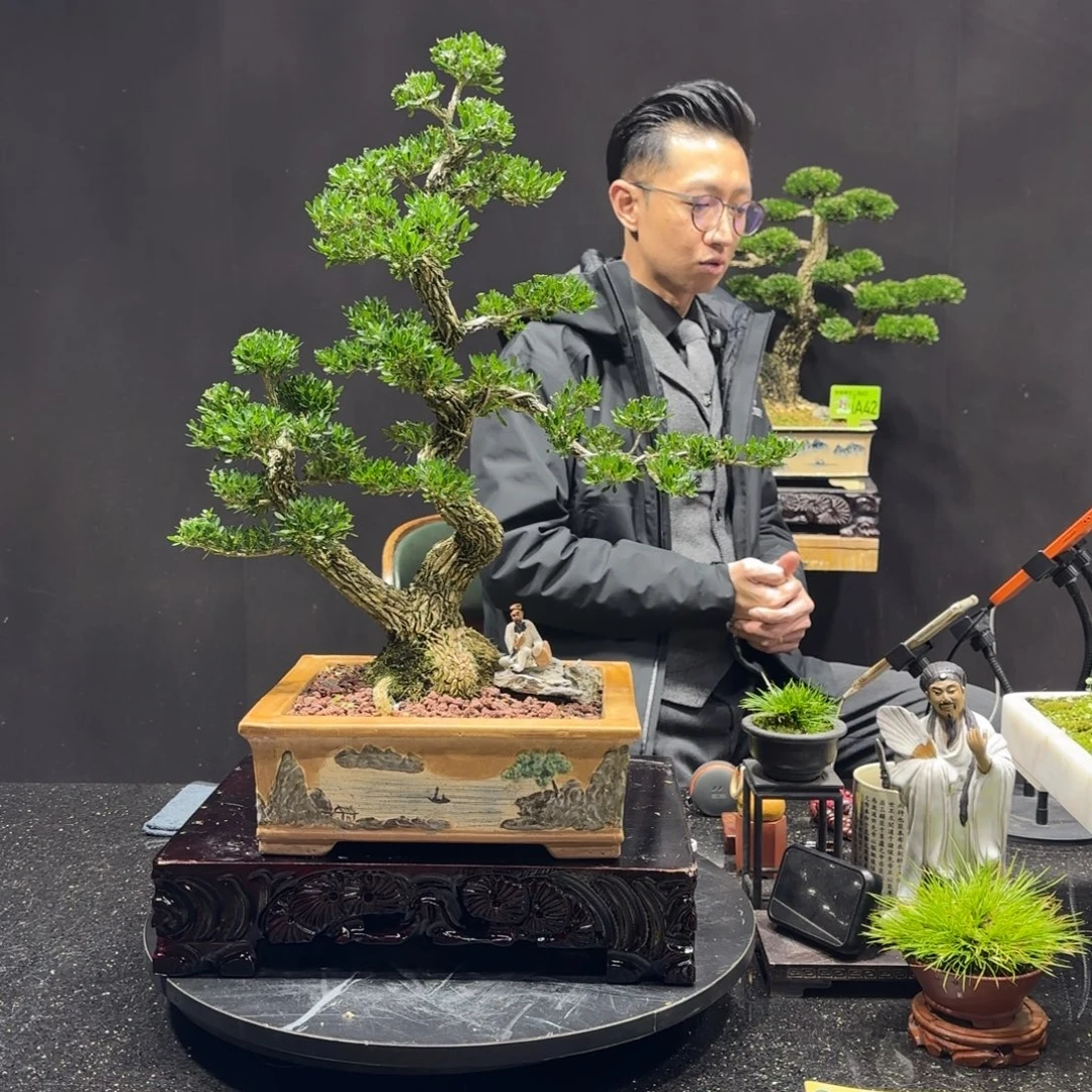 以实际为准黄杨室内室外盆景艺术