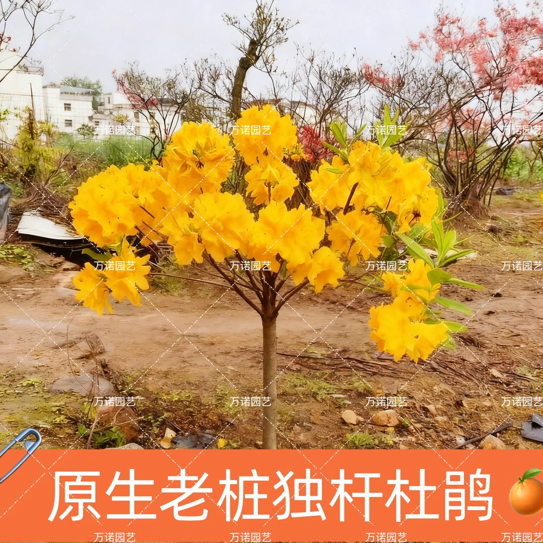 映山红树苗老桩当年开花毛杜鹃花苗南方北方种植抗寒映山红苗风景