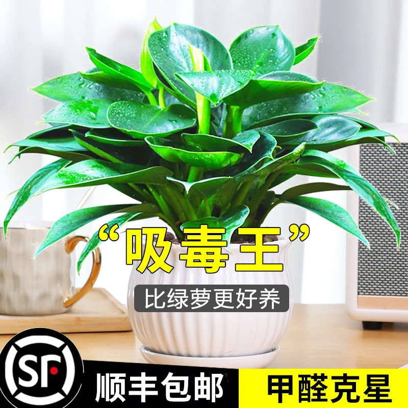 【吸甲醛植物】大叶金钻盆栽室内绿植办公室客厅四季常青水培土培