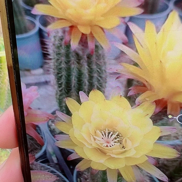 毛花柱 有根 法一  14厘米左右