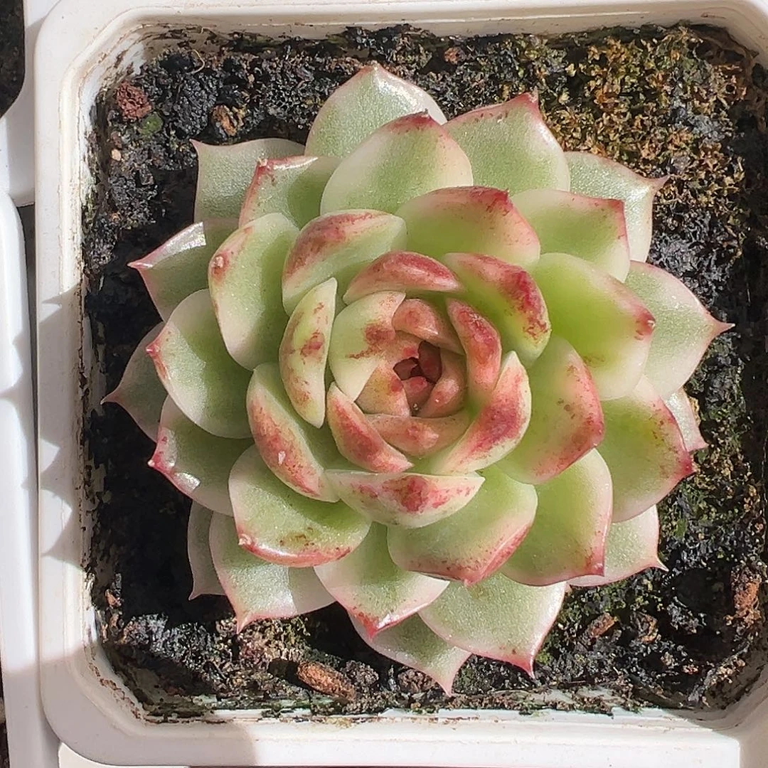 满38包邮黑水晶锦