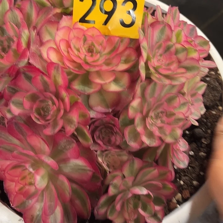 多肉植物福利293